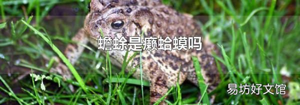 蟾蜍是癩蛤蟆嗎
