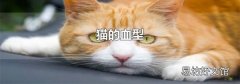 猫的血型