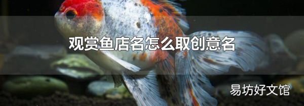 觀賞魚店名怎么取創(chuàng)意名
