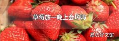 草莓放一晚上会坏吗