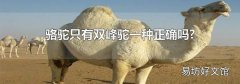 骆驼只有双峰驼一种正确吗?