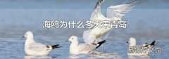 海鸥为什么冬天来青岛