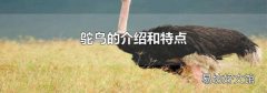 鸵鸟的介绍和特点