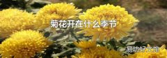 菊花开在什么季节