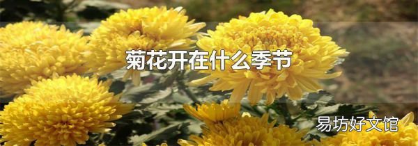 菊花开在什么季节