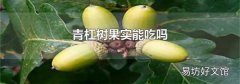 青杠树果实能吃吗