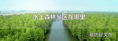 水上森林景区在哪里