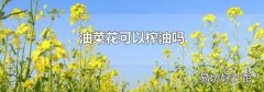 油菜花可以榨油吗