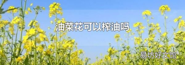 油菜花可以榨油吗