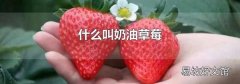 什么叫奶油草莓