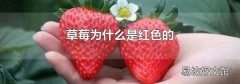 草莓为什么是红色的