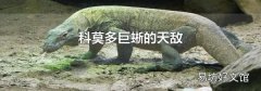 科莫多巨蜥的天敵