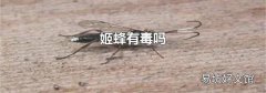 姬蜂有毒吗