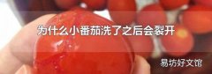 为什么小番茄洗了之后会裂开