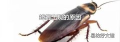 蟑螂出现的原因