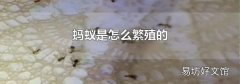 螞蟻是怎么繁殖的