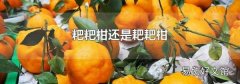粑粑柑还是耙耙柑