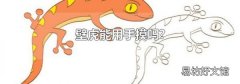 壁虎能用手摸吗?