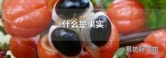 什么是果实