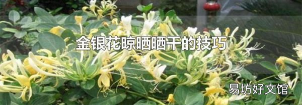 金银花晾晒晒干的技巧