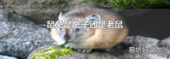 鼠兔是兔子还是老鼠