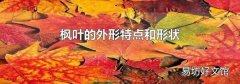枫叶的外形特点和形状