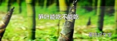 笋叶能吃不能吃