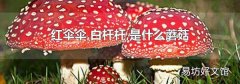 红伞伞,白杆杆,是什么蘑菇