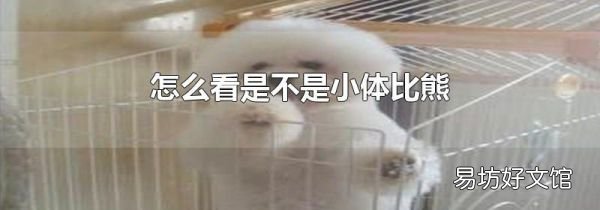 怎么看是不是小体比熊