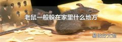 老鼠一般躲在家里什么地方
