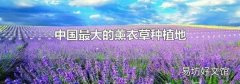 中国最大的薰衣草种植地