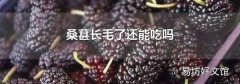 桑葚长毛了还能吃吗
