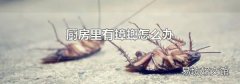 厨房里有蟑螂怎么办