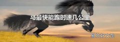 马最快能跑时速几公里