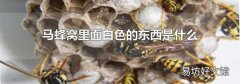 马蜂窝里面白色的东西是什么
