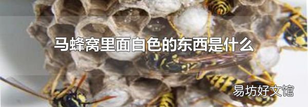 马蜂窝里面白色的东西是什么