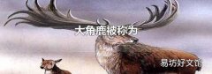 大角鹿被称为