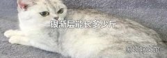 银渐层能长多少斤