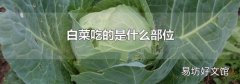 白菜吃的是什么部位