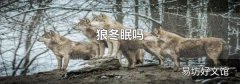 狼冬眠吗