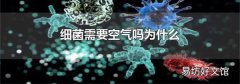 细菌需要空气吗为什么