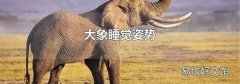 大象睡觉姿势