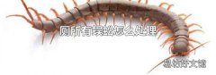 厕所有蜈蚣怎么处理