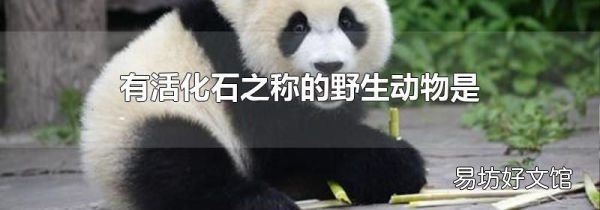 有活化石之称的野生动物是