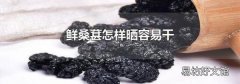 鮮桑葚怎樣曬容易干