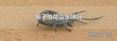 蝎子怕花露水味吗