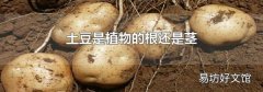 土豆是植物的根还是茎