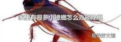家里有很多小蟑螂怎么办能除根