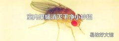 室内果蝇消灭干净小妙招