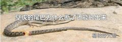 壁虎的尾巴为什么断了还能长出来